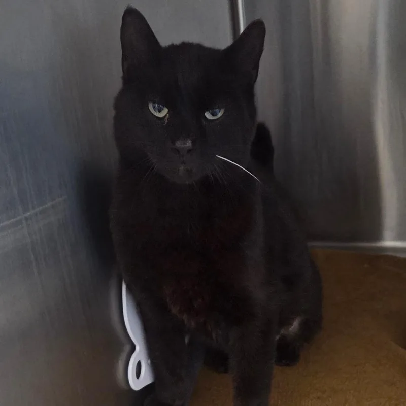 An adult medium-sized male Black Domestic Short Hair cat named Mason for adoption in Oneonta, NY