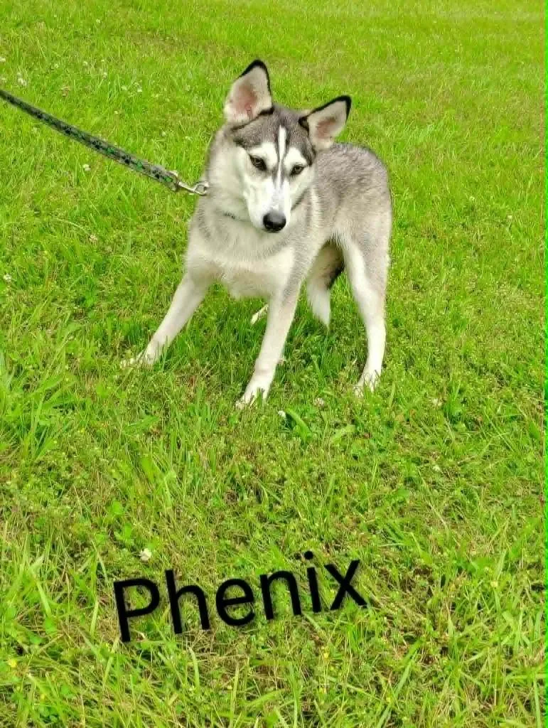A young medium-sized female Husky dog named Phenix for adoption in Kendallville, IN