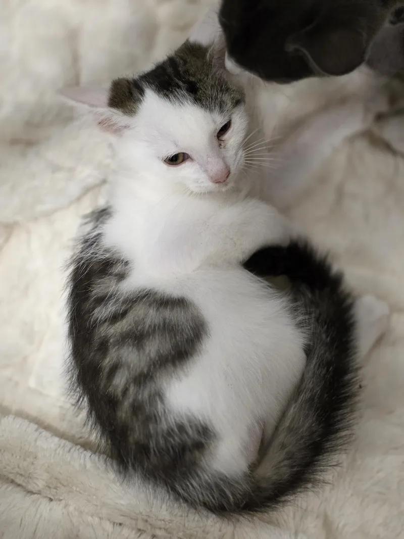 A baby medium-sized male Tabby (Brown / Chocolate) Tabby cat named Beetlebug for adoption in Richmond, VA