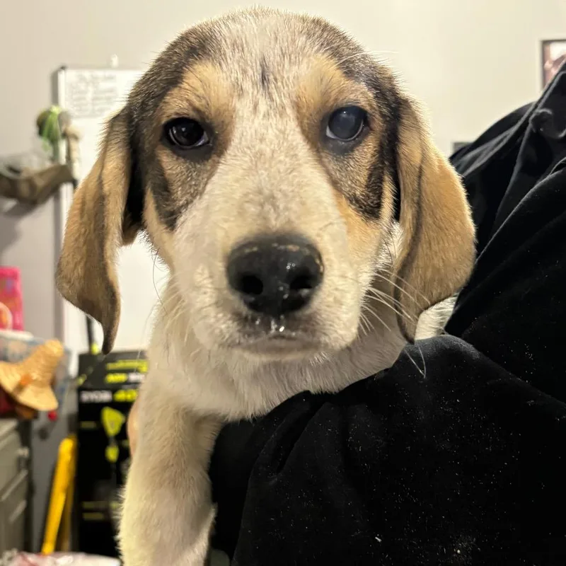 A baby large-sized male White / Cream Hound dog named Wolfgang for adoption in Wappingers Falls, NY