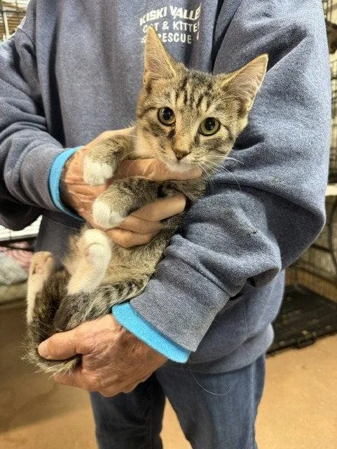 A young medium-sized male Domestic Short Hair cat named Twix for adoption in Apollo, PA