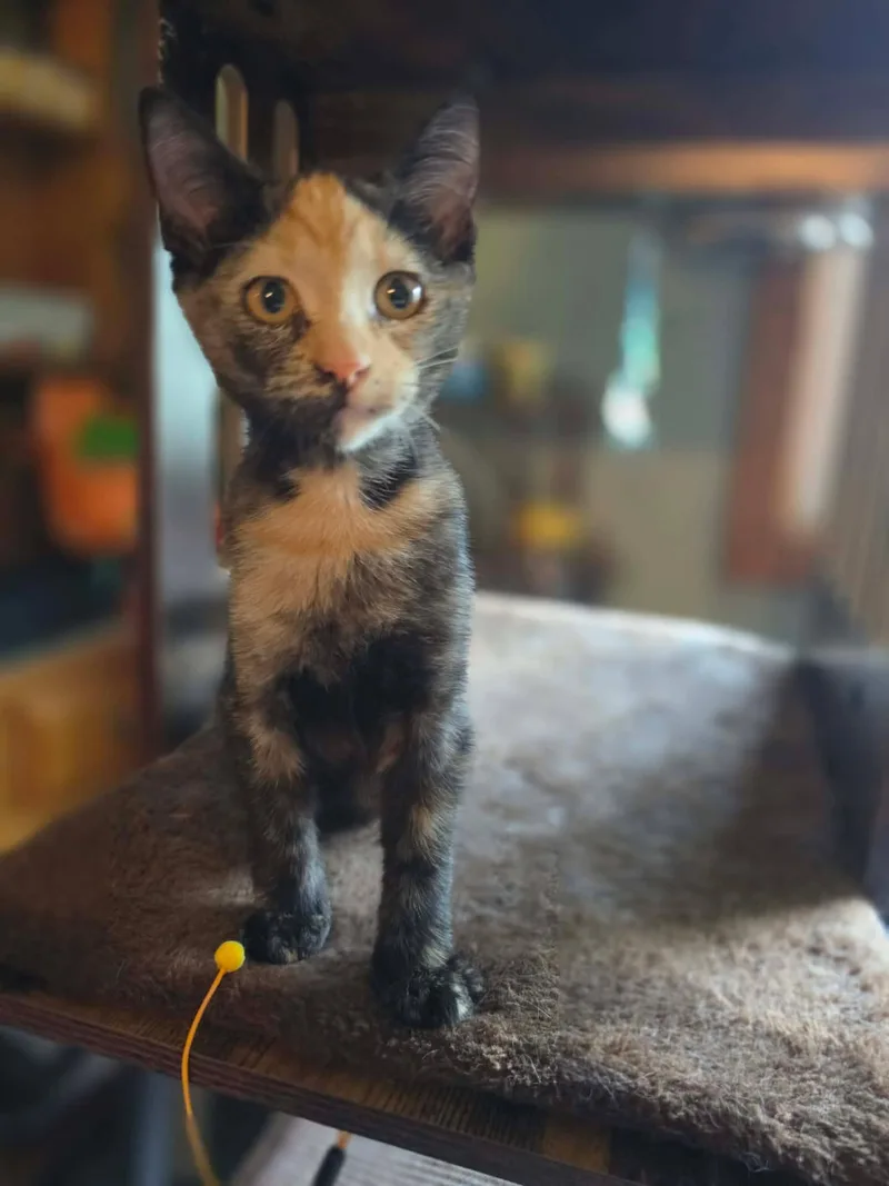 A baby medium-sized female Tortoiseshell Domestic Short Hair cat named Meowserati for adoption in Overland Park, KS