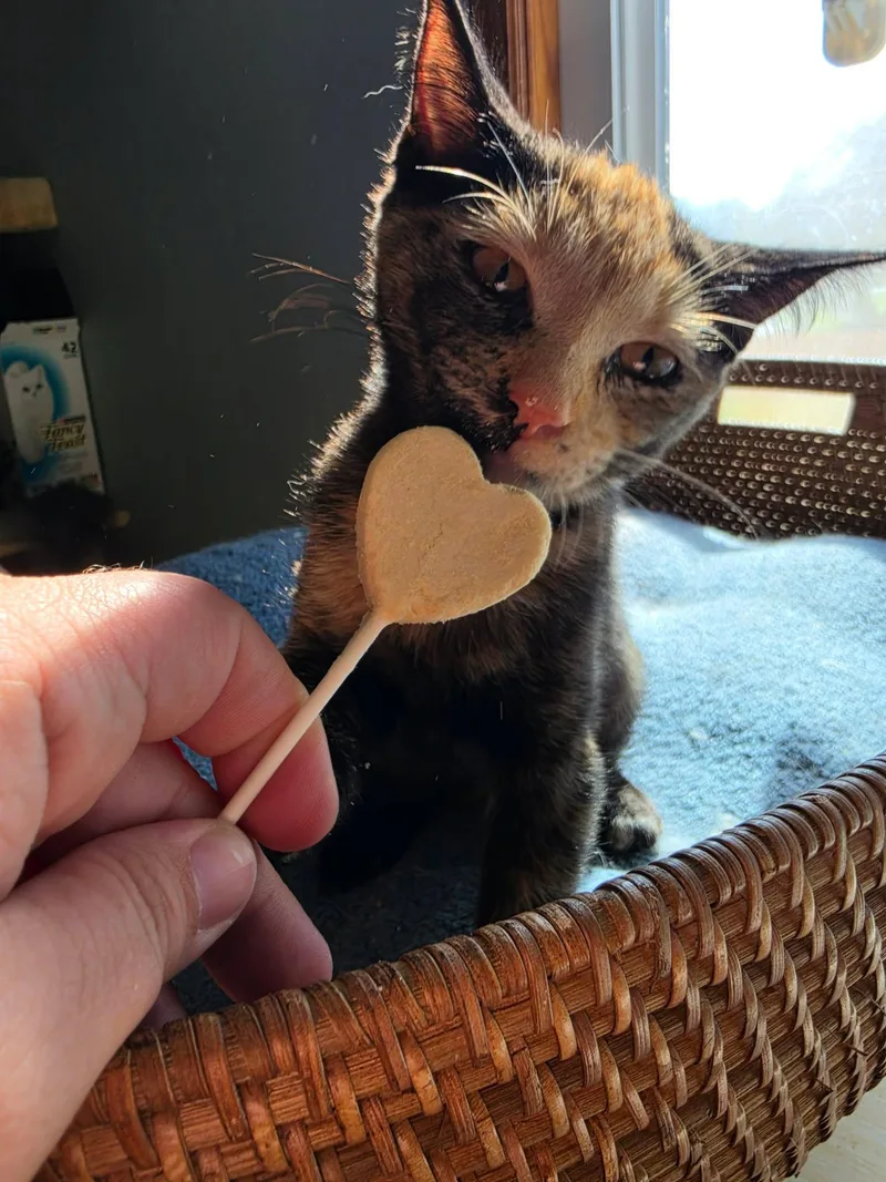 Meowserati thumbnail 3