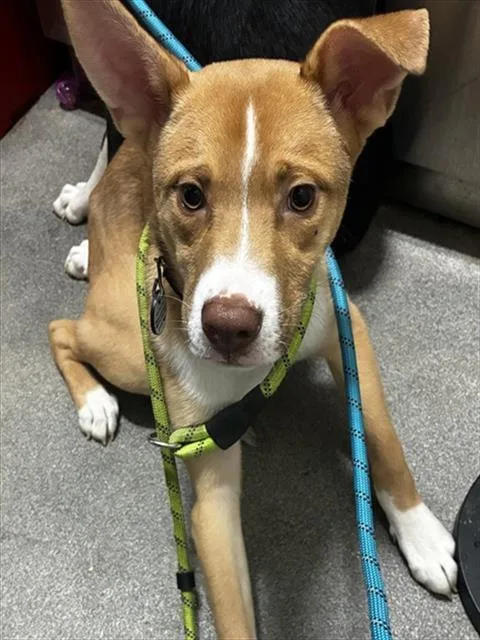 A young medium-sized male Siberian Husky dog named Ryder for adoption in Upper Marlboro, MD
