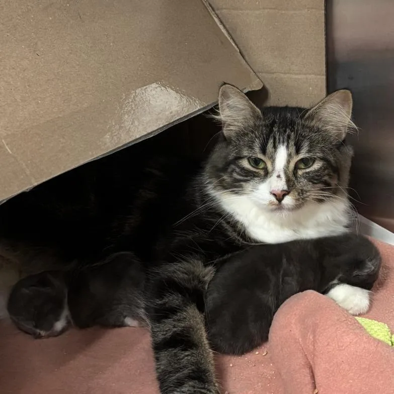 An adult medium-sized female Domestic Long Hair cat named NCI Isabella for adoption in Port Washington, NY