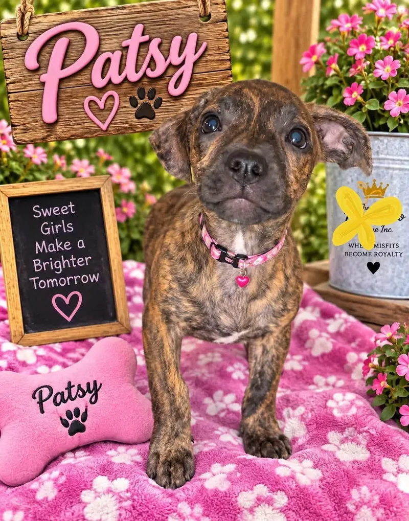 A baby large-sized female Pit Bull Terrier dog named Patsy for adoption in New London, WI