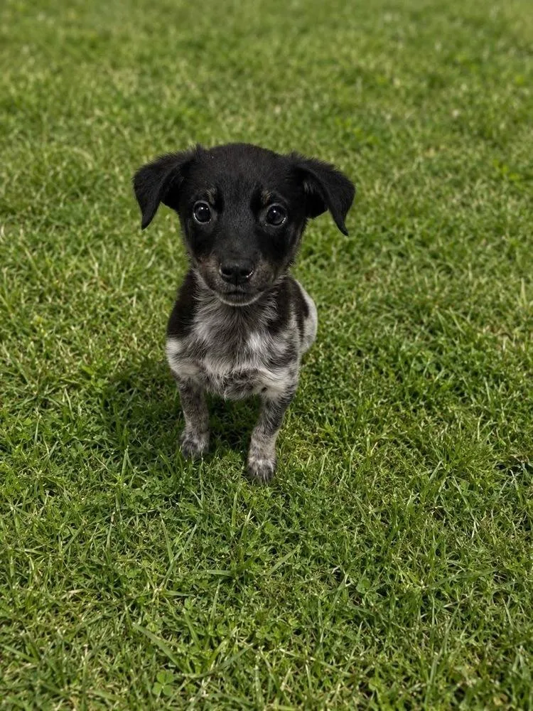 A baby small-sized female Australian Cattle Dog / Blue Heeler dog named Allison for adoption in Colorado Springs, CO