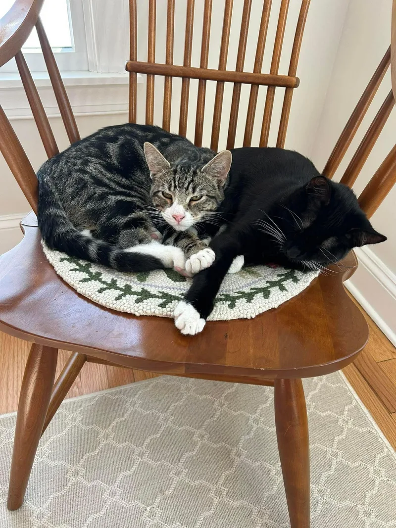 Gabby & Boots thumbnail 4