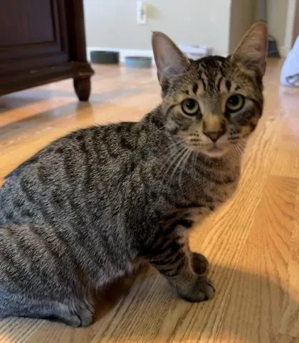 A young small-sized male Domestic Short Hair cat named Pixel for adoption in River Ridge, LA