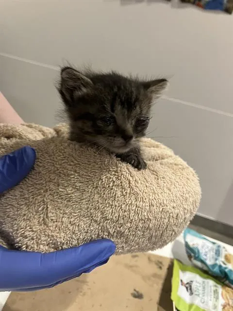 A baby small-sized female Domestic Short Hair cat named Gooby for adoption in Dallas, TX