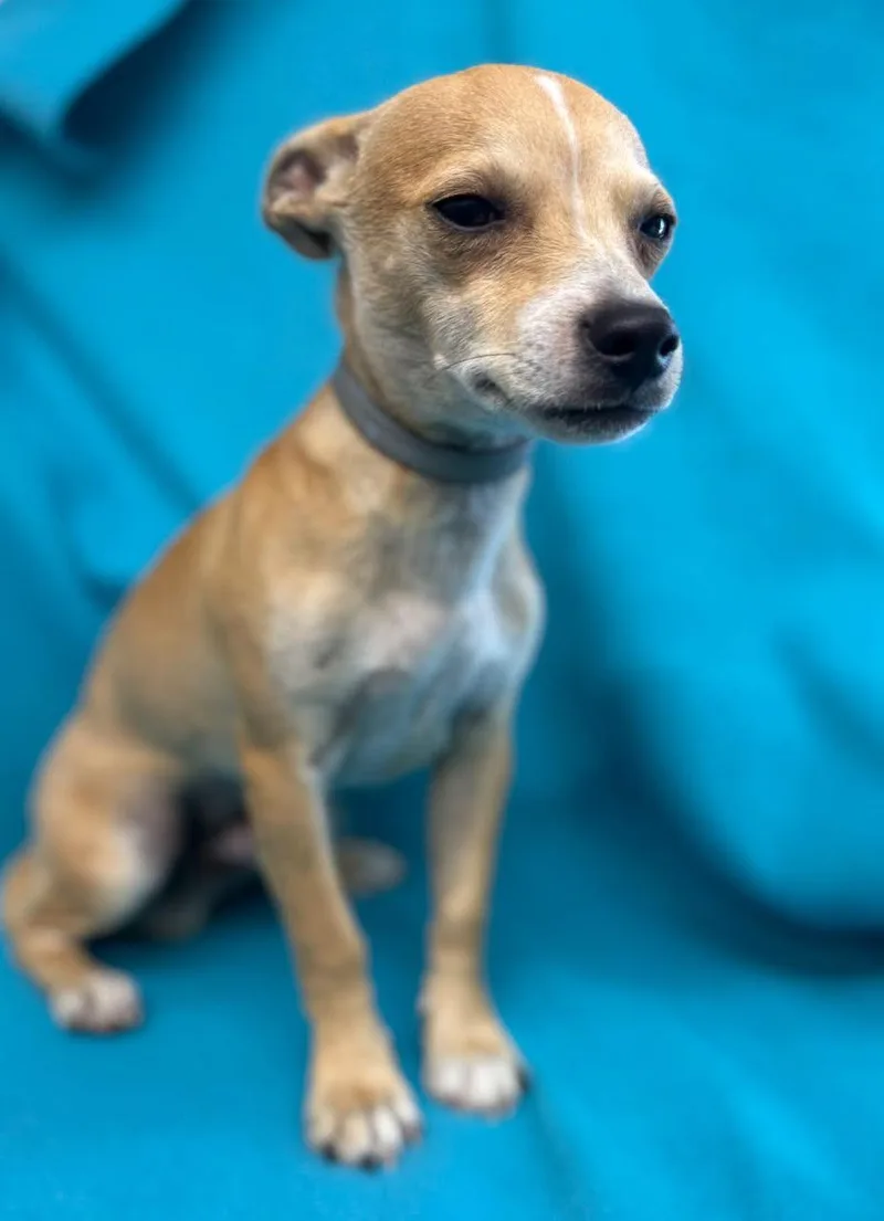 A young small-sized male Apricot / Beige Chihuahua dog named Nacho for adoption in Oakdale, CA