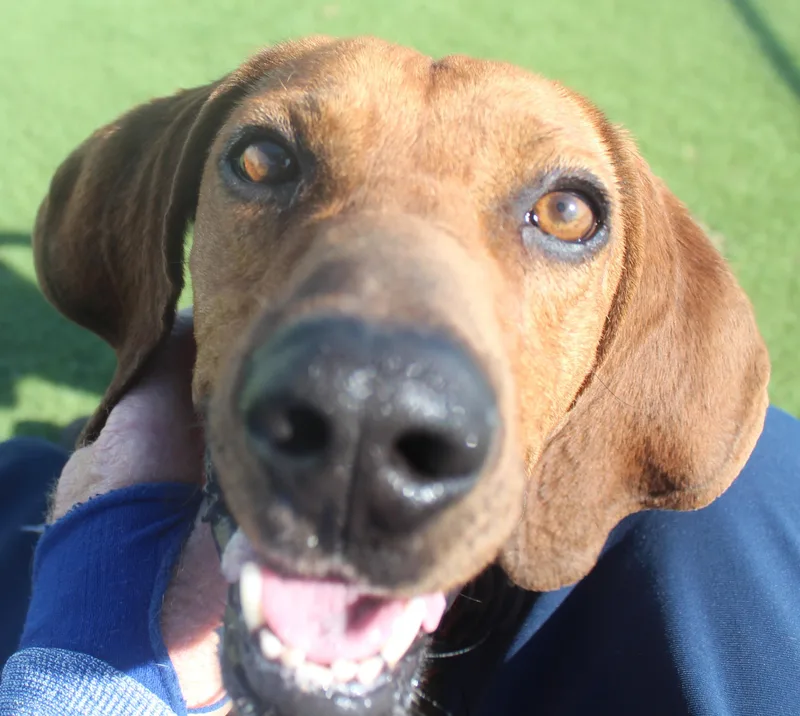 An adult medium-sized male Coonhound dog named Hound for adoption in Wasco, CA