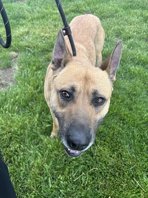 An adult medium-sized female Belgian Shepherd / Malinois dog named Carhartt for adoption in Indianapolis, IN