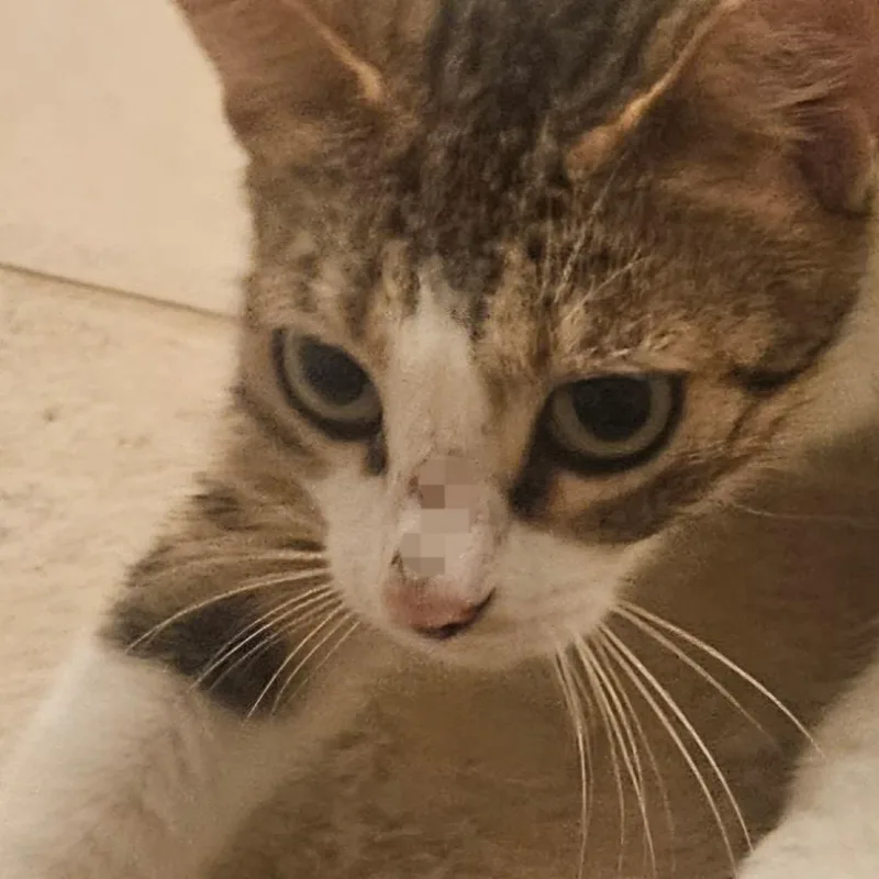 An adult medium-sized female White Domestic Short Hair cat named Sally Ann for adoption in Houston, TX