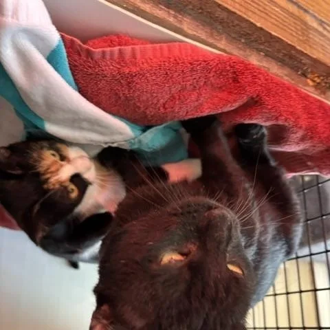 An adult medium-sized male Domestic Short Hair cat named Clementine for adoption in Braintree, MA