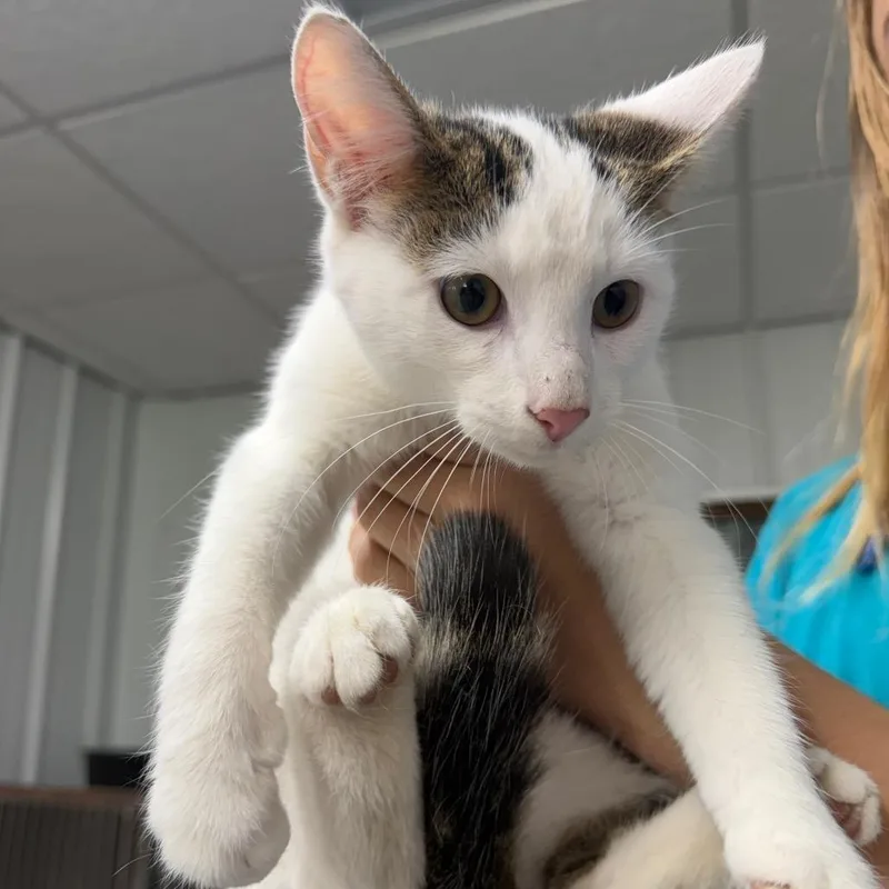 A baby small-sized female Domestic Short Hair cat named Horns_____ for adoption in Corbin, KY