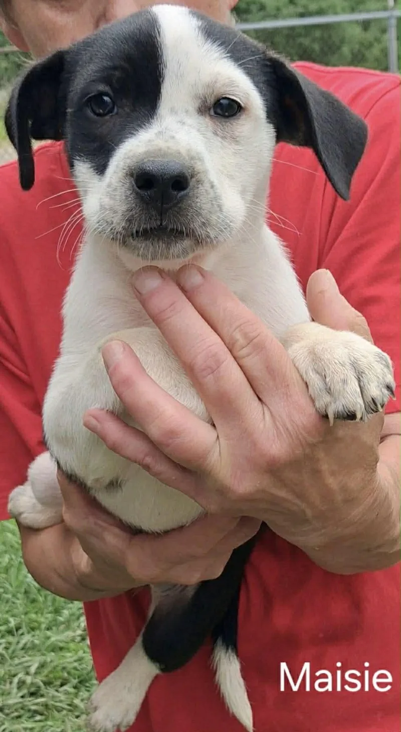 A baby medium-sized female Black Mixed Breed dog named Maisie for adoption in Whiting, NJ