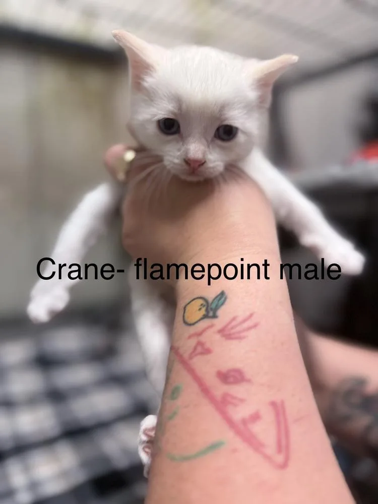 Crane thumbnail 6