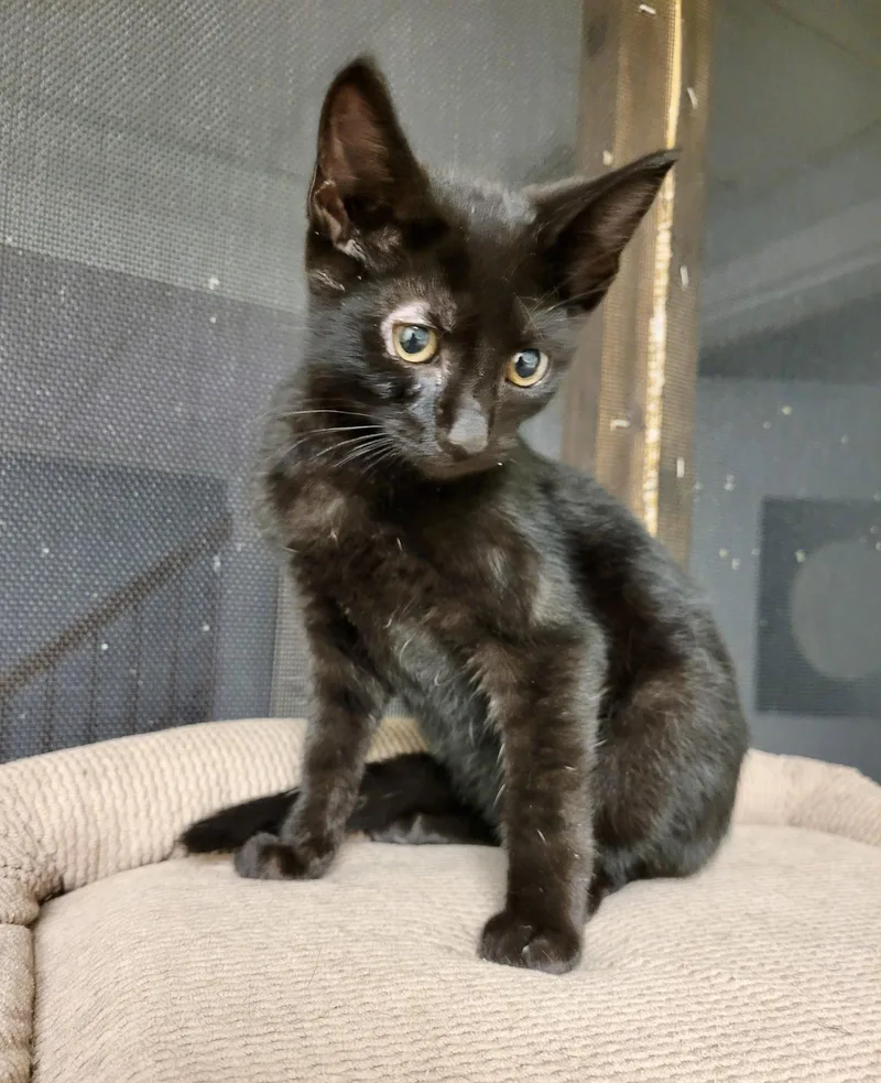 A young medium-sized female Black Domestic Short Hair cat named CAT Penny for adoption in GILBERTS, IL