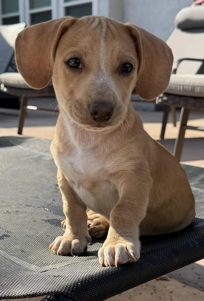 A baby small-sized male Apricot / Beige Chiweenie dog named Boban for adoption in Bakersfield, CA
