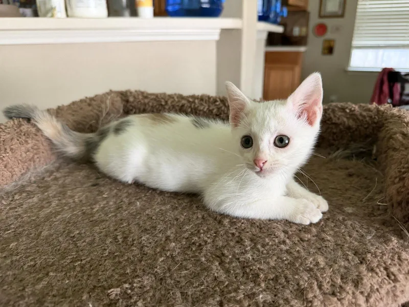 A baby medium-sized female Domestic Short Hair cat named Pixie for adoption in Rosenberg, TX