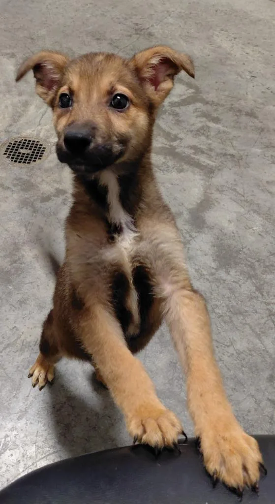 A baby small-sized female Mixed Breed dog named Ruby for adoption in Henderson, NC
