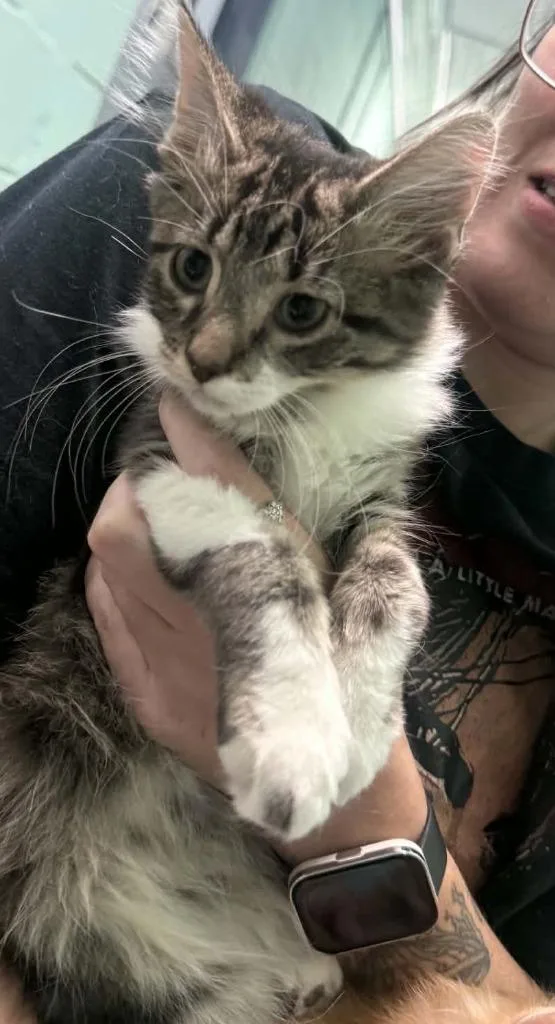 A baby small-sized male Domestic Short Hair cat named Gohan for adoption in Waverly, TN