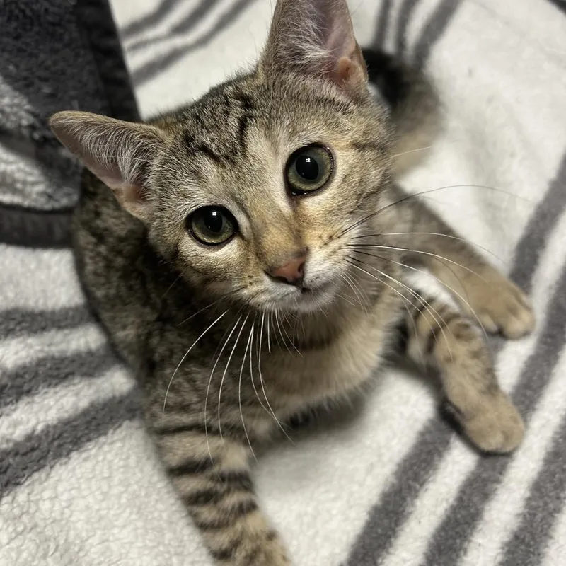 A baby small-sized female Gray / Blue / Silver Domestic Short Hair cat named Venus for adoption in Winston Salem, NC
