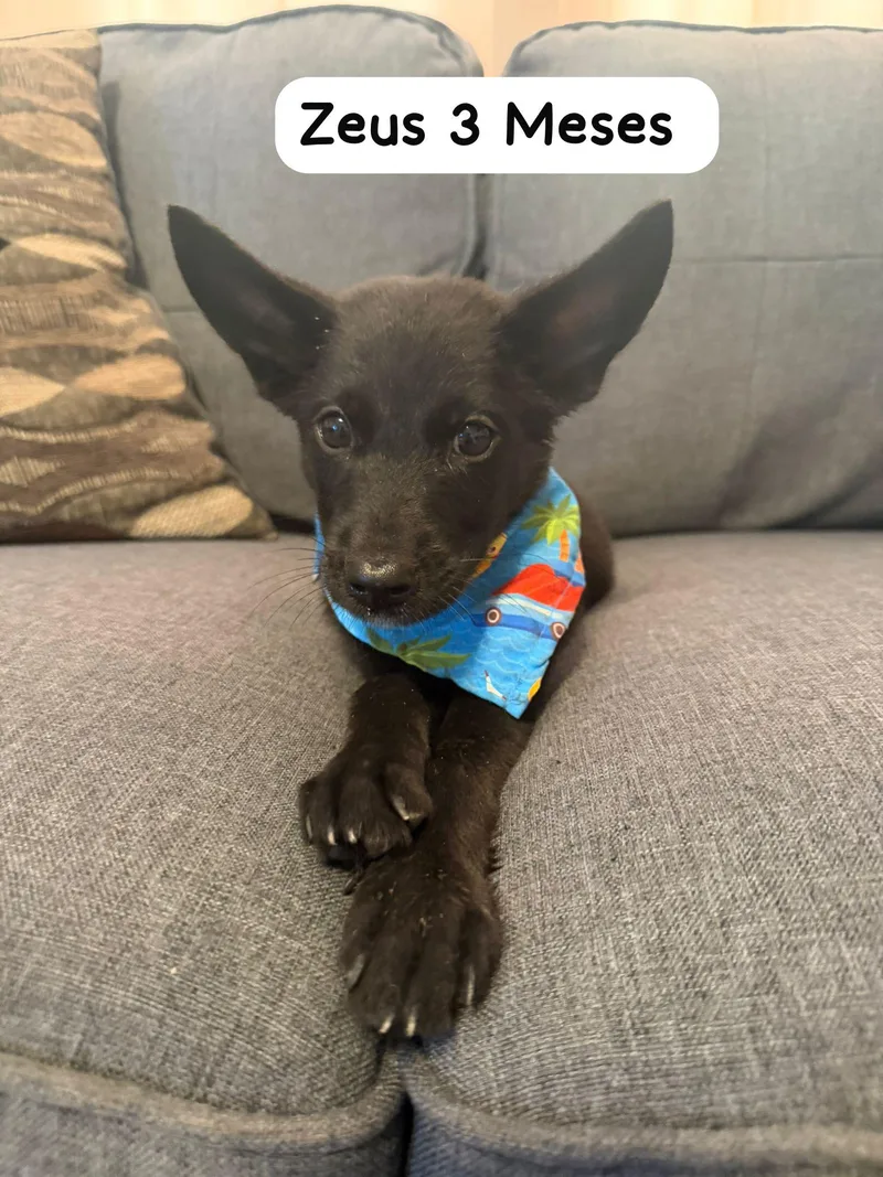 A baby medium-sized male Shepherd dog named Zeus for adoption in New York, NY