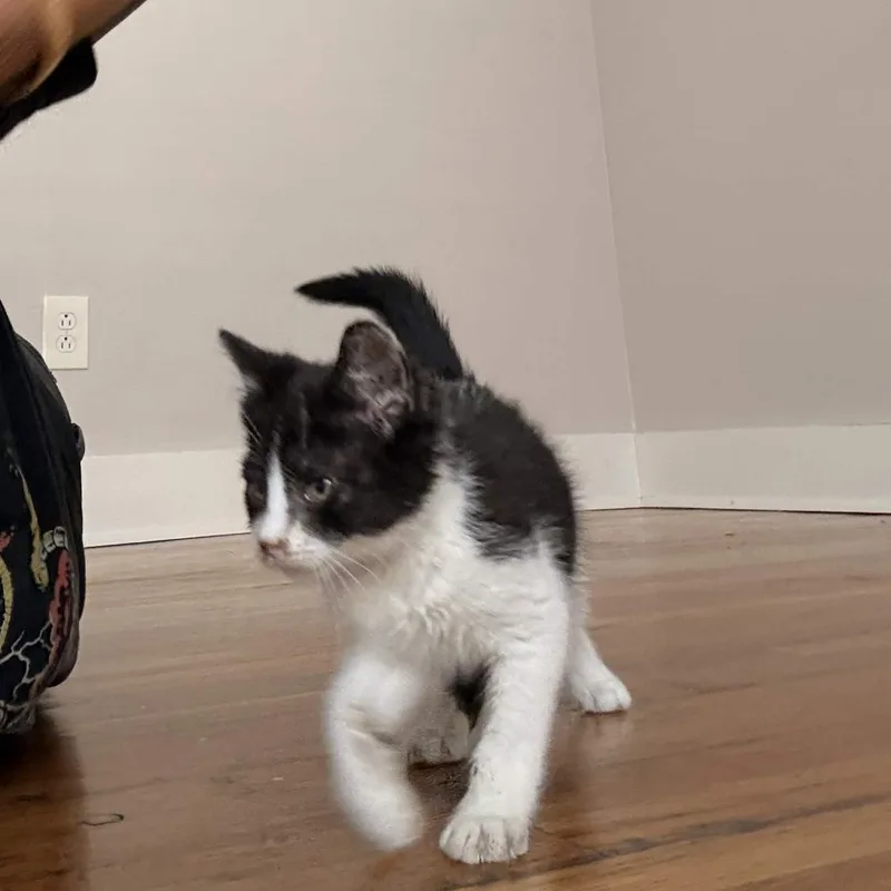 A baby medium-sized male Black & White / Tuxedo Domestic Short Hair cat named OnlyBeans for adoption in Cleveland Heights, OH