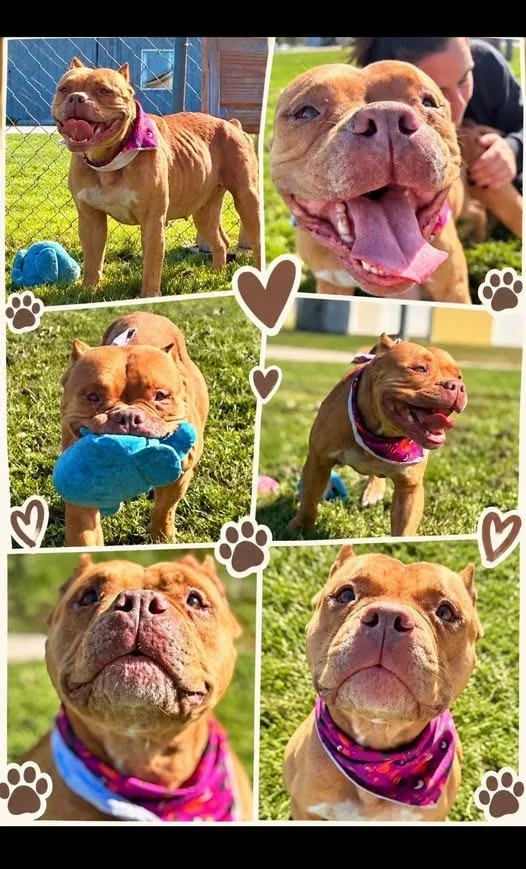 A young medium-sized female American Staffordshire Terrier dog named Darla for adoption in Rensselaer, IN
