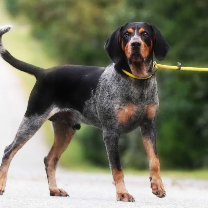 An adult large-sized male Black Hound dog named Jethro for adoption in Chesapeake, VA