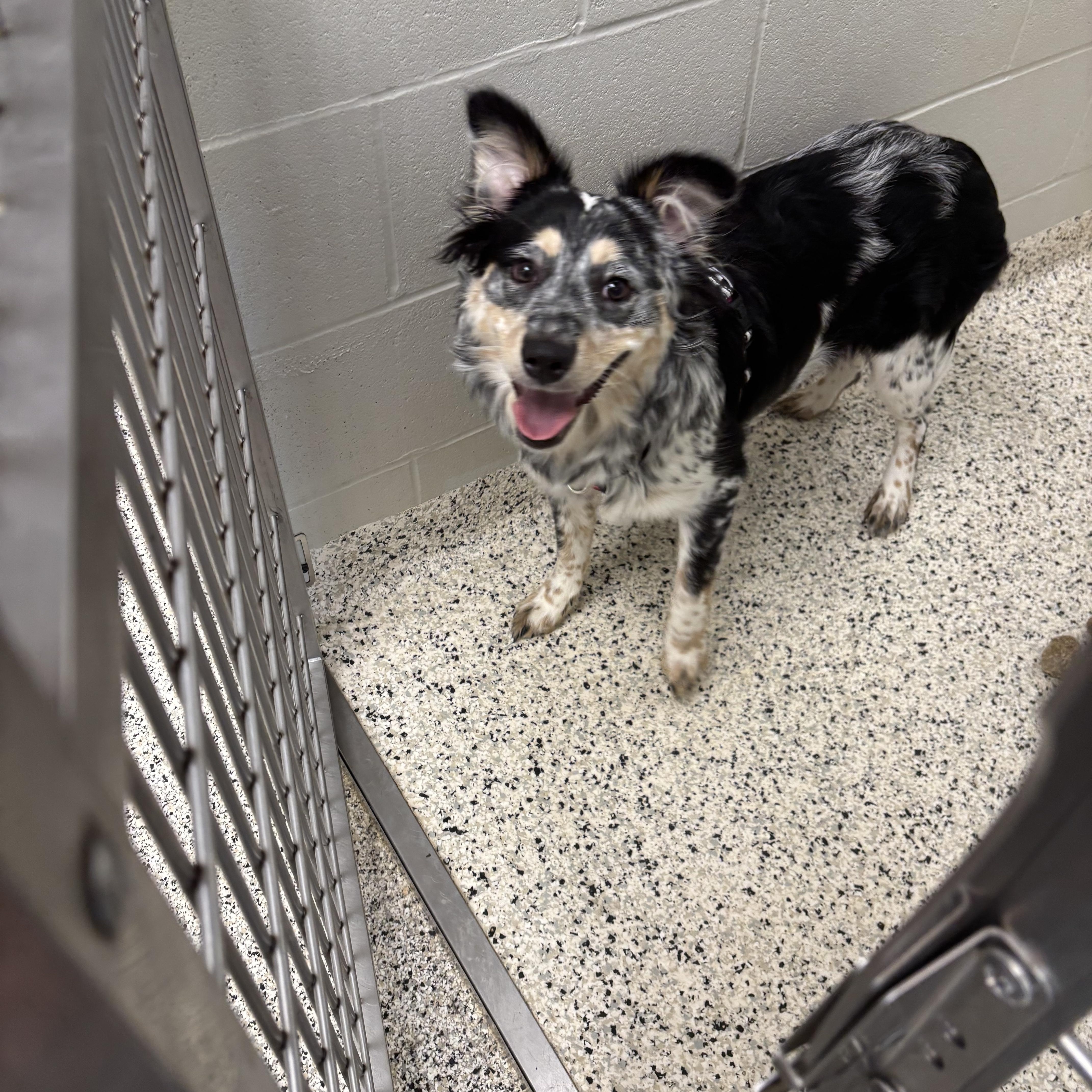 A baby small-sized female Tricolor (Brown, Black, & White) Australian Shepherd dog named Nova for adoption in Liberty, MO