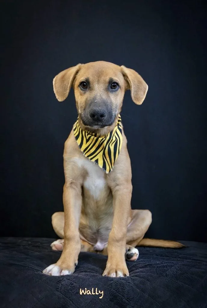 A baby medium-sized male Hound dog named Wally for adoption in Manchester, CT