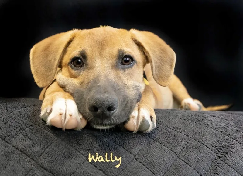 Wally thumbnail 2