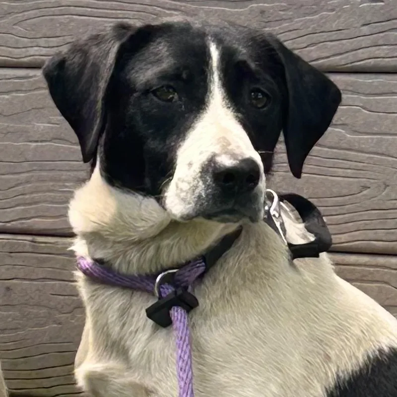 An adult medium-sized female Hound dog named Nessie for adoption in Chattanooga, TN