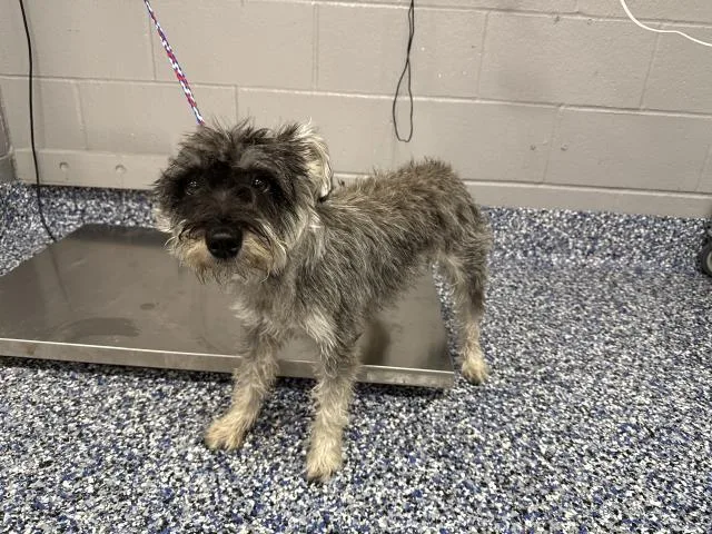 A young medium-sized female Schnauzer dog named Birdie for adoption in Thousand Palms, CA