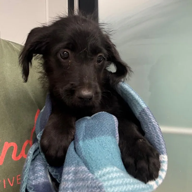 A baby small-sized female Black Labrador Retriever dog named Yennifer for adoption in Abilene, TX