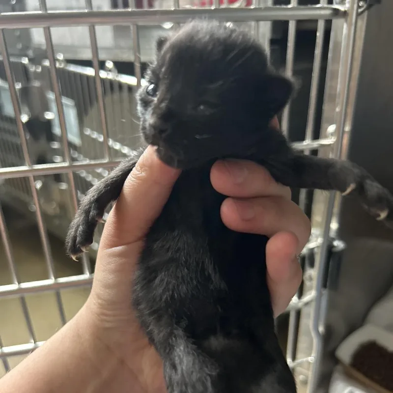 A baby small-sized male Black Domestic Short Hair cat named Thad for adoption in Chattanooga, TN