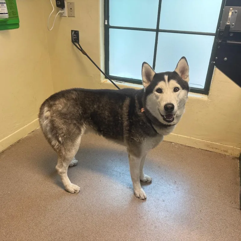 An adult large-sized male Black Husky dog named Alec for adoption in Pasadena, CA
