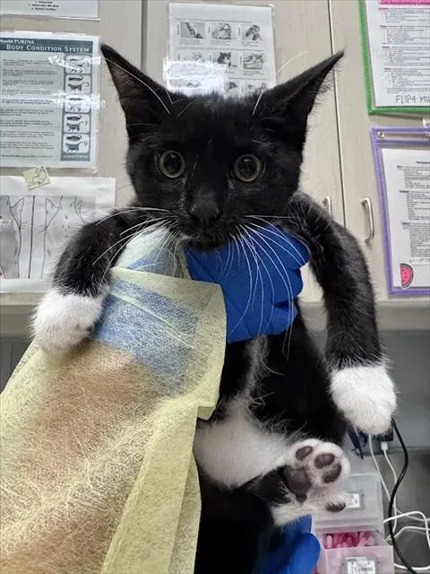A baby small-sized male Domestic Short Hair cat named Milky for adoption in Las Vegas, NV