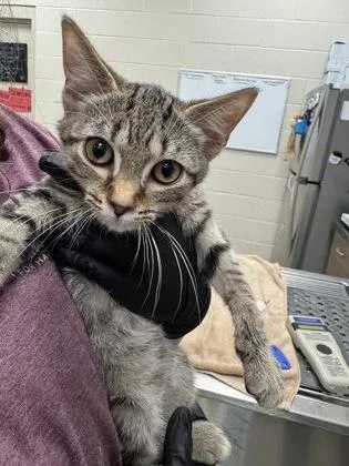 A baby small-sized male Domestic Short Hair cat named Asiago for adoption in Fishers, IN