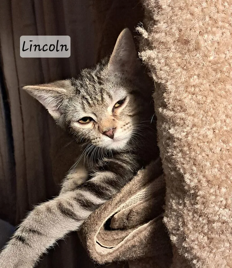 A baby small-sized male Brown / Chocolate Domestic Short Hair cat named Lincoln for adoption in Vancouver, WA