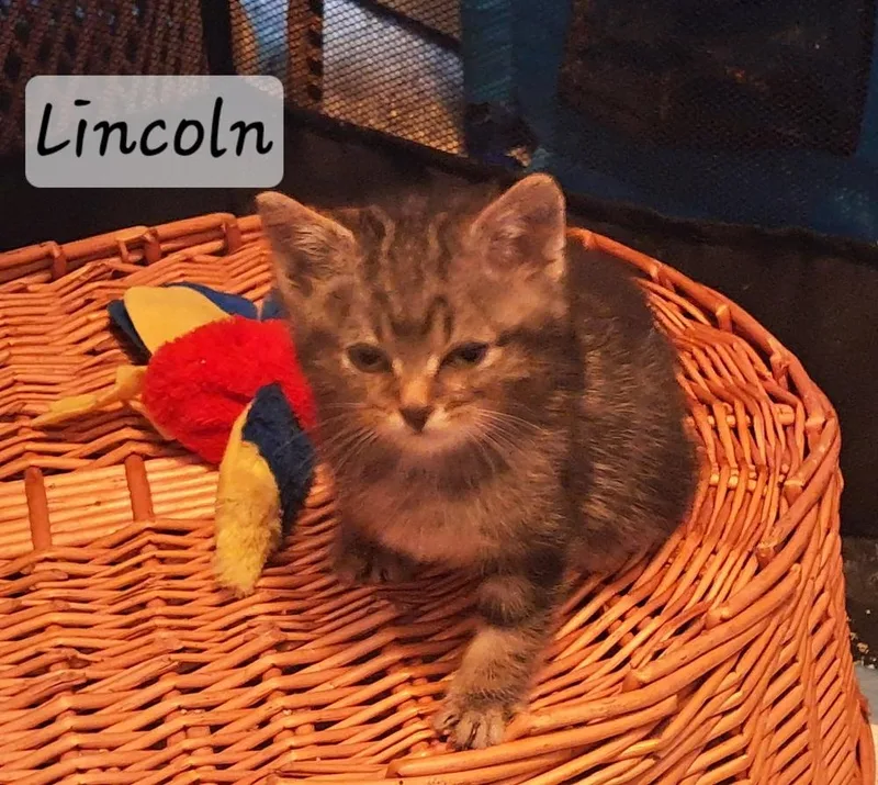 Lincoln thumbnail 3