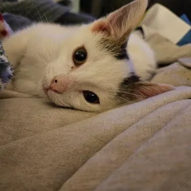 A baby small-sized male White Domestic Short Hair cat named Oliver Twist for adoption in Chattanooga, TN