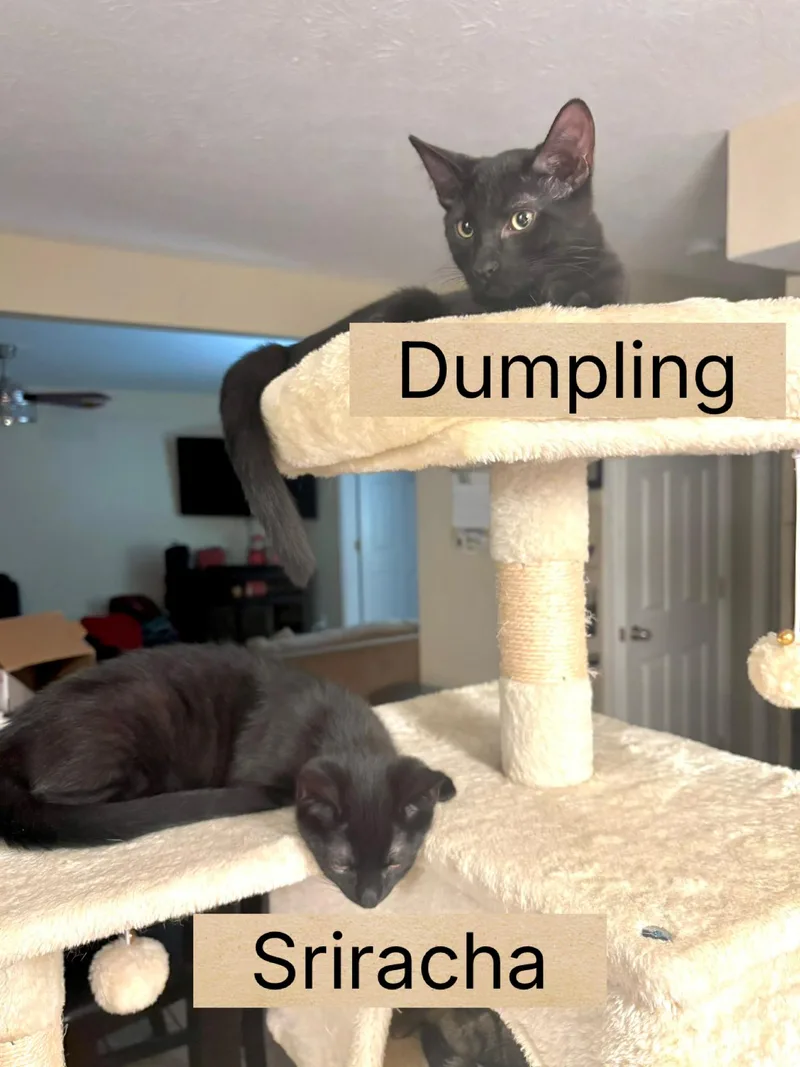 A baby small-sized male Black Domestic Short Hair cat named Dumpling for adoption in Indianapolis, IN