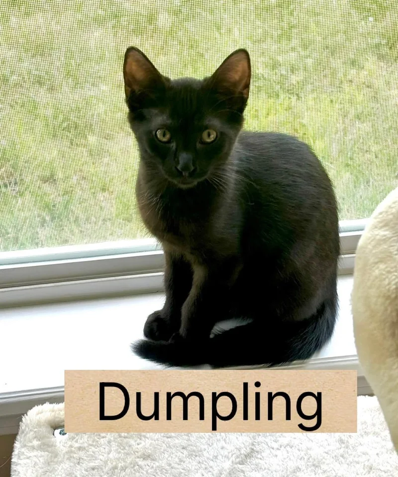 Dumpling thumbnail 2