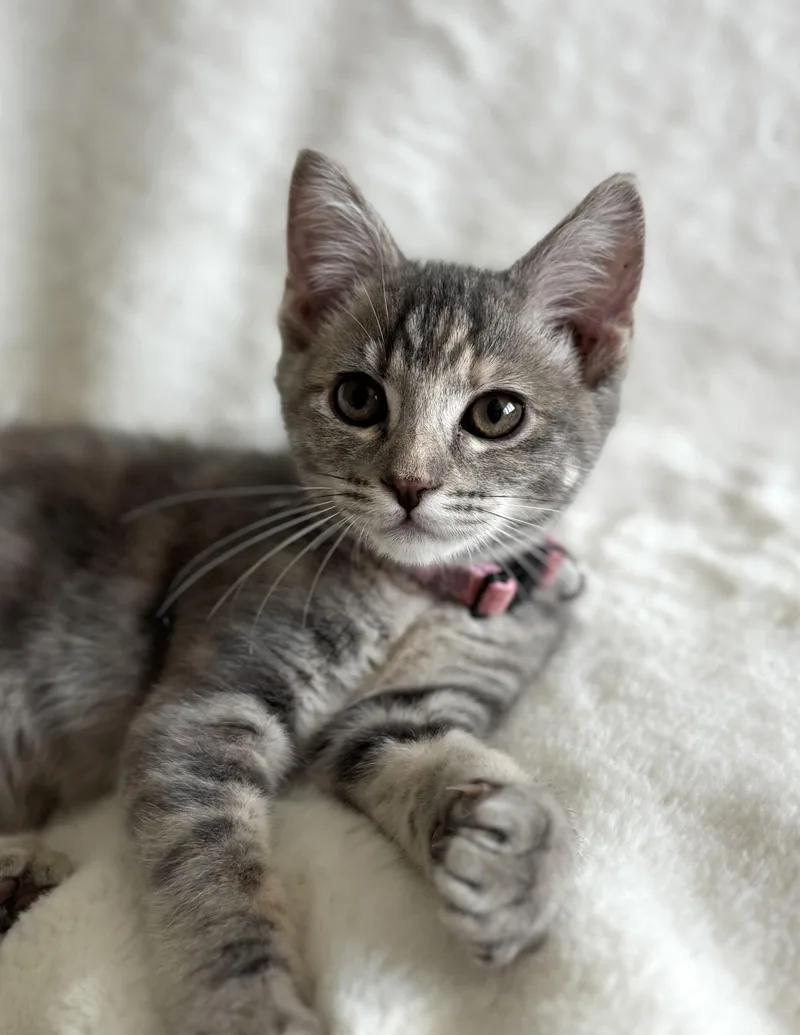 A baby medium-sized female Tabby (Gray / Blue / Silver) Domestic Short Hair cat named Praline for adoption in Davis, CA