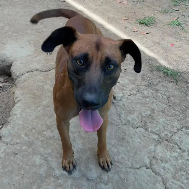 An adult medium-sized male Brown / Chocolate Belgian Shepherd / Malinois dog named Osito for adoption in Rio Grande , PR