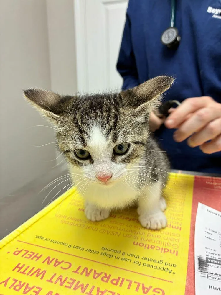 A baby small-sized male Domestic Short Hair cat named Liam for adoption in Marietta, GA